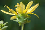 Sticky rosinweed